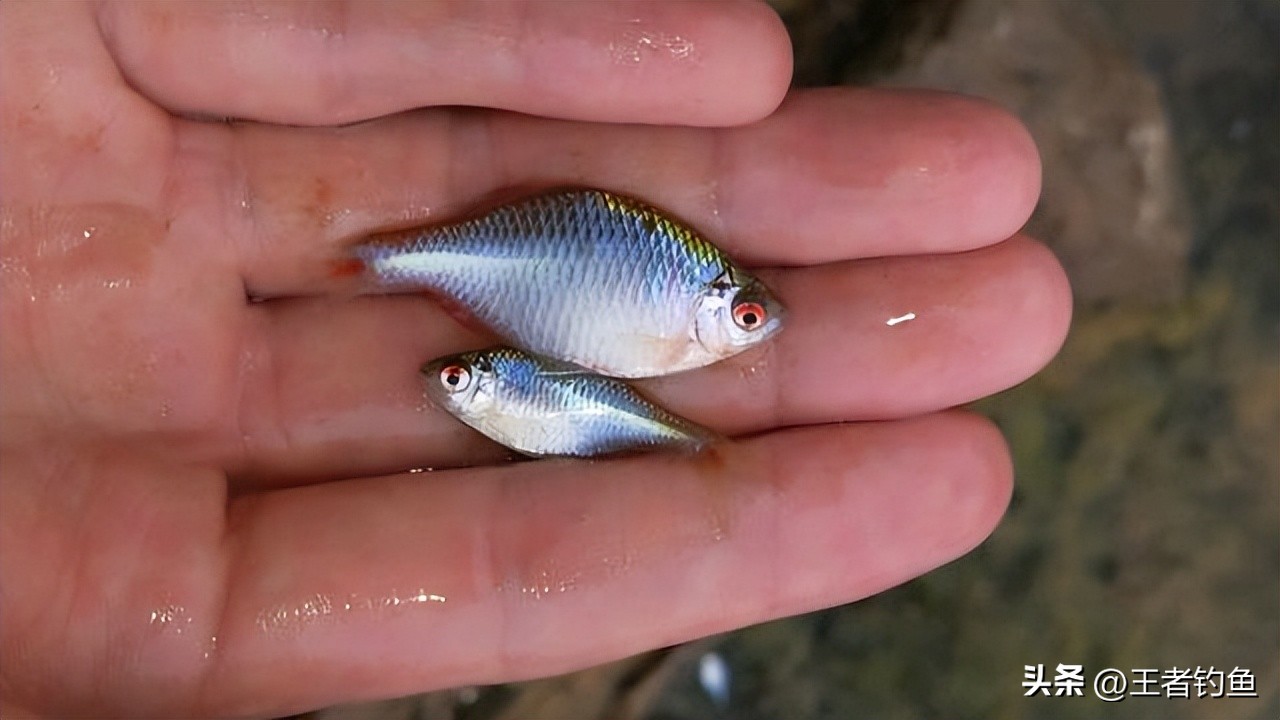 钓小鱼的鳑鲏十种方法,钓鳑鲏鱼最佳季节