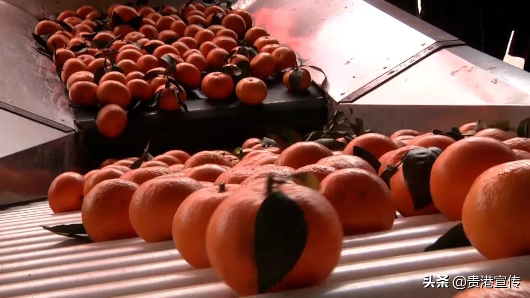 市供销合作社三农服务中心助增收,我为农民办实事