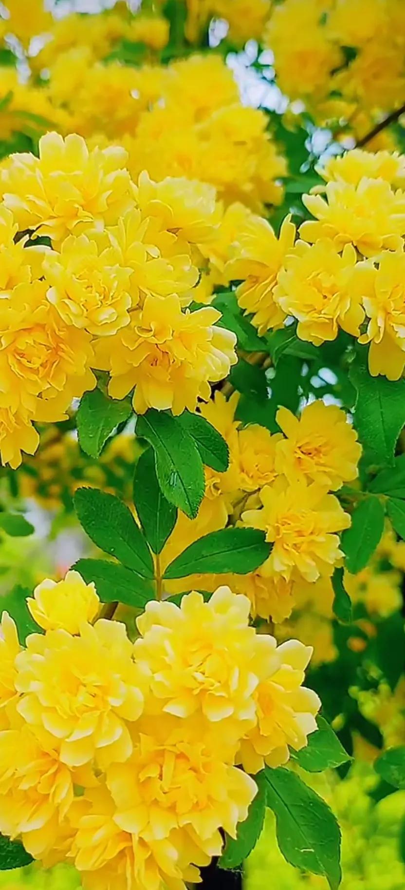 黄木香花的图片大全欣赏,怡人木香花图片欣赏