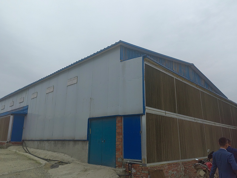 当前蛋鸭养殖,笼养蛋鸭挣钱吗