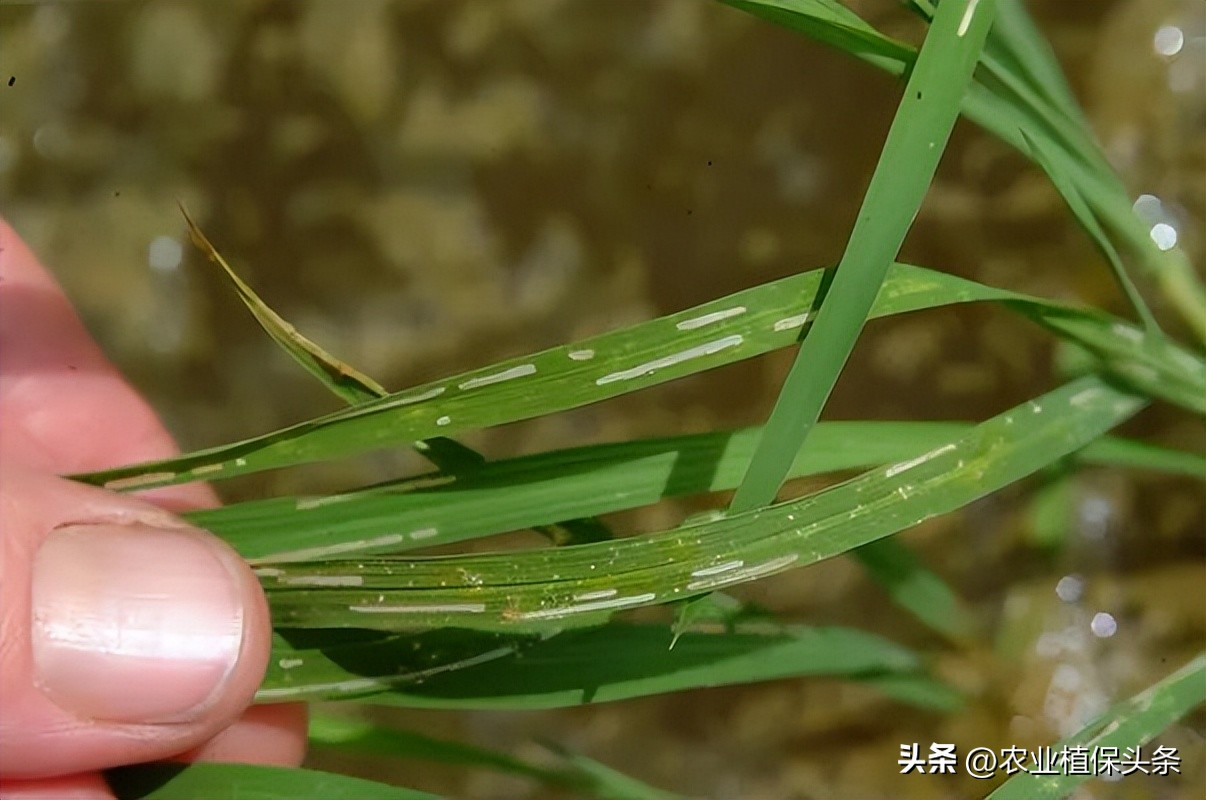 外来入侵物种动物名单,外来物种昆虫有哪些