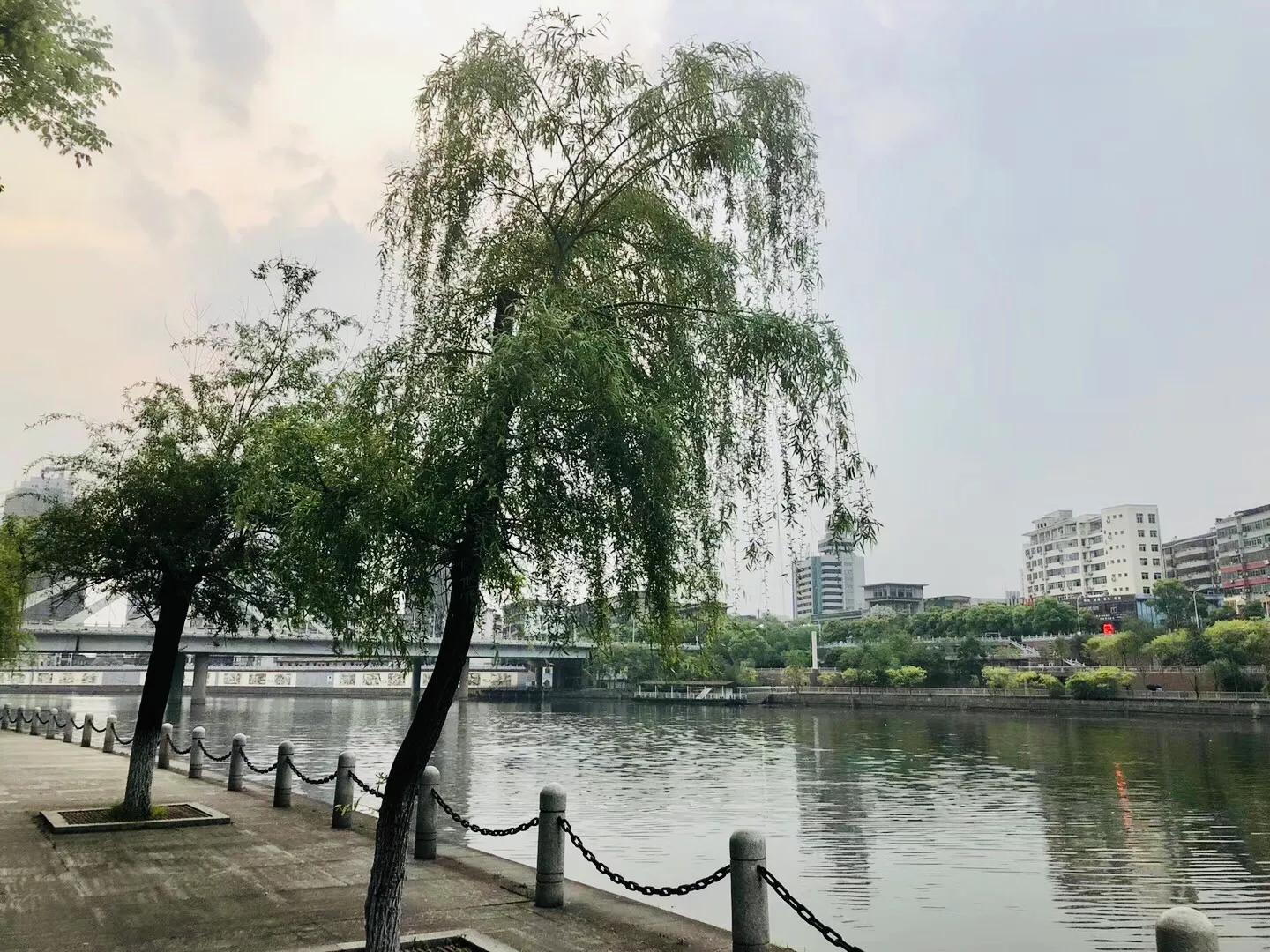 40首咏柳七绝现代,贺知章咏柳七绝