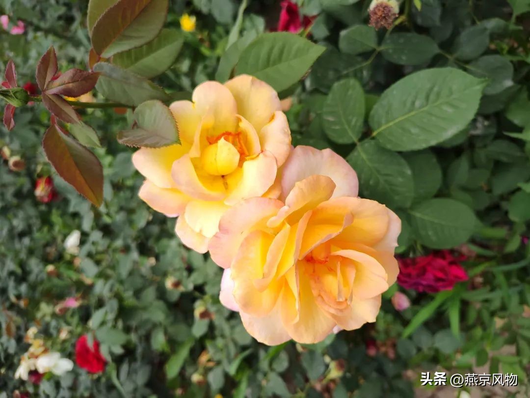 又到一年花开时下半句,又到一年花开时朗诵