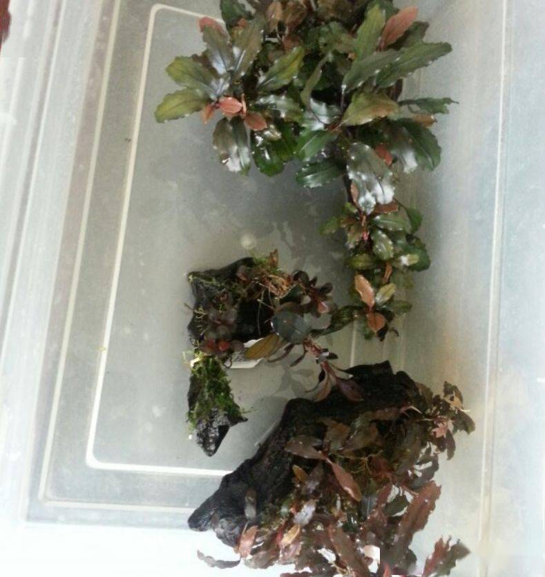 水下叶迷你辣椒榕,蓝精灵辣椒榕在水下开花吗