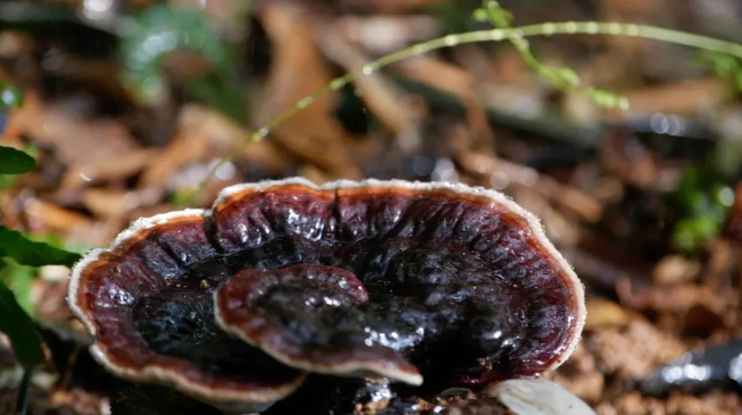 高山林下种植野生灵芝,林下种植的野生灵芝