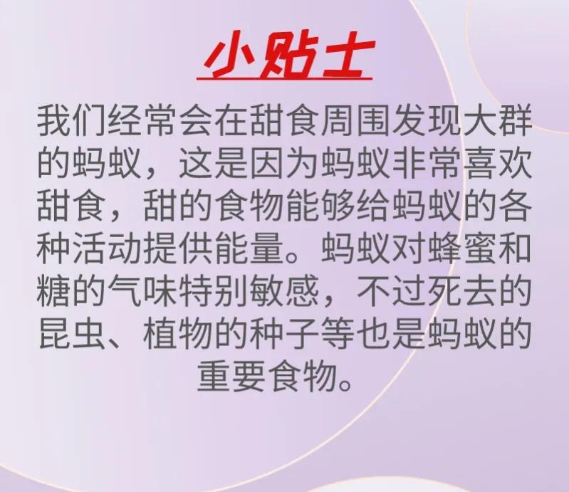 蚂蚁是怎样把食物搬回家,蚂蚁是怎么把食物搬进洞里的呢