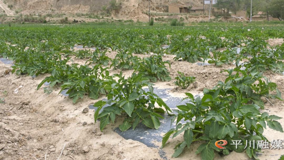 高水平农业合作助力乡村振兴,朔州市发展特色农业助力乡村振兴