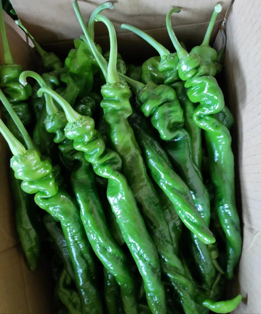 厉害！这个山东蔬菜代办姑娘从跑市场发名片做起，如今卖货俄罗斯