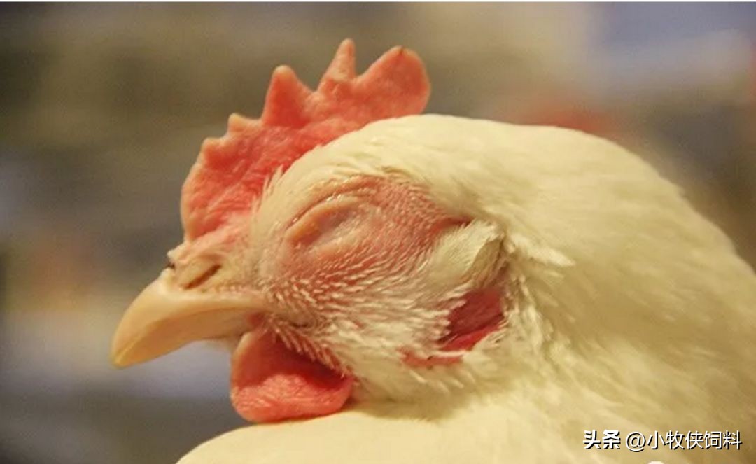 鸡传染性支气管炎用什么药？鸡传染性支气管炎的症状及治疗方法！