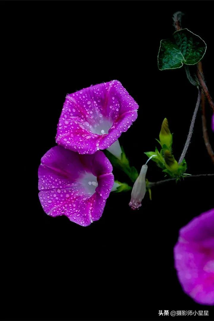 小小牵牛花鲜艳夺目,小小牵牛花教学