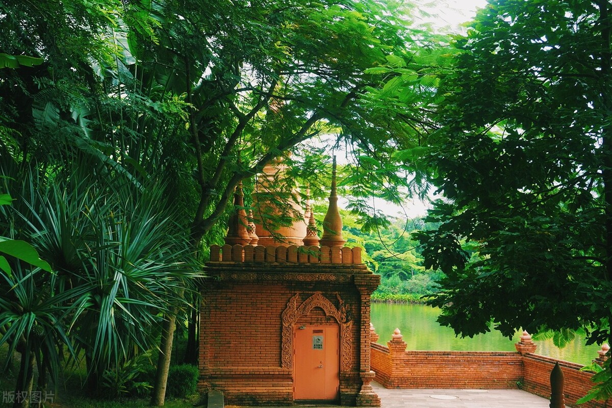 2022西双版纳门票免费的景区,西双版纳望天树景区与热带植物园