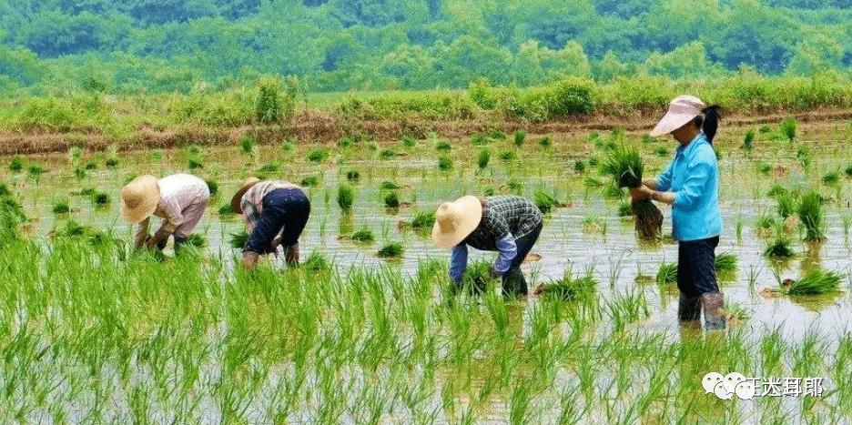 [心路历程]里下河樊汊锣鼓车车水号子