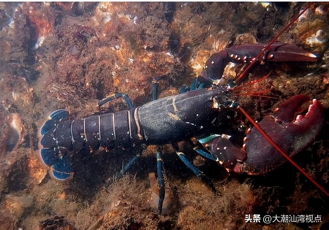 世界上各种龙虾视频介绍,世界各种龙虾价格