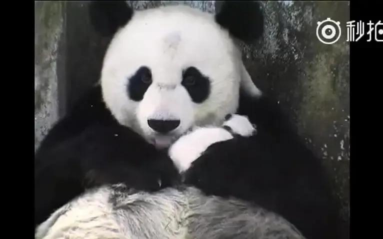 熊猫界几大家族,熊猫的种类有多少种