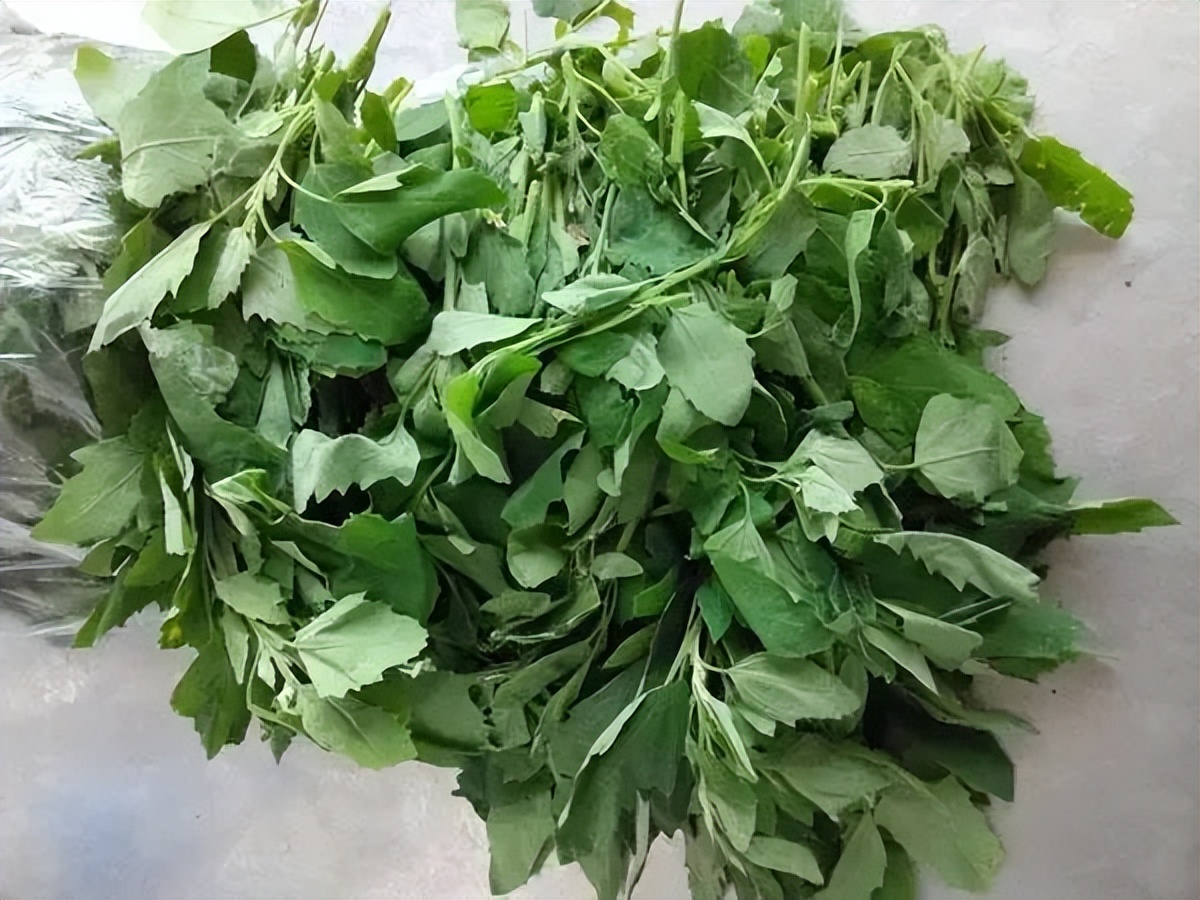 过去烧灰来洗衣服,如今成了热门野菜,春季15元一斤