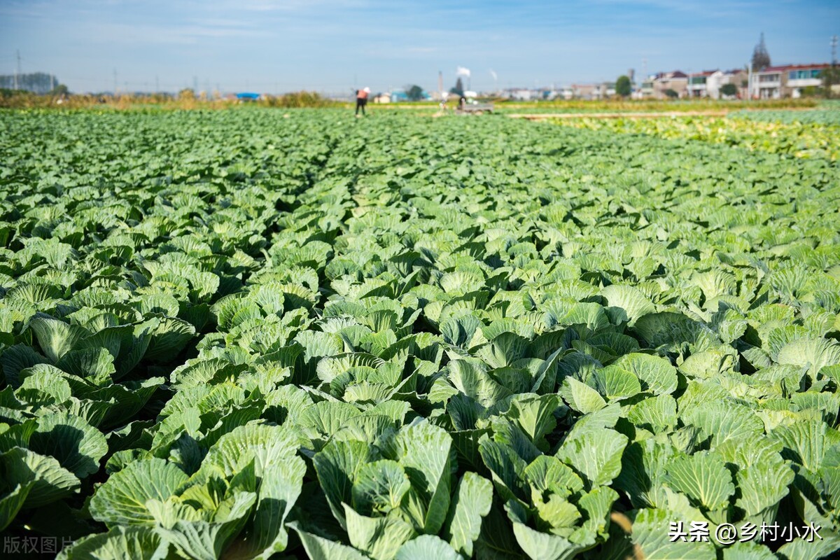 红糖加磷酸二氢钾尿素有什么功效,红糖加尿素加磷酸二氢钾的坏处