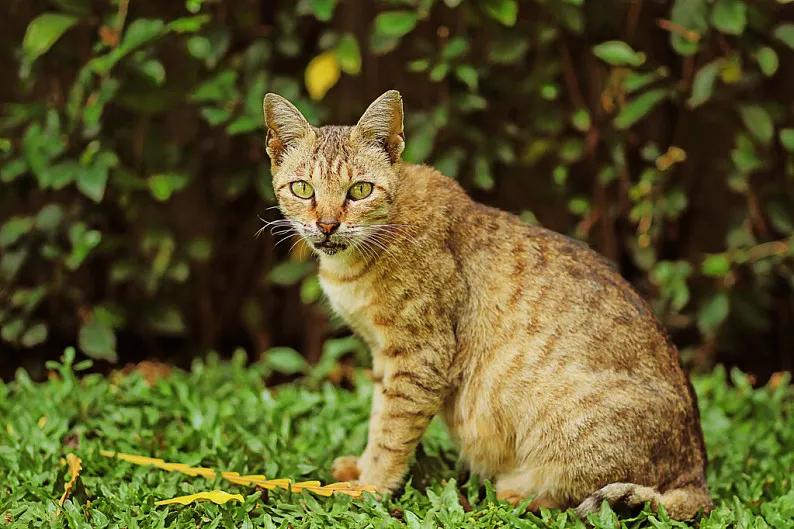 猫每天带你们认识不同品种的猫,猫咪品种知多少你都认识哪些猫