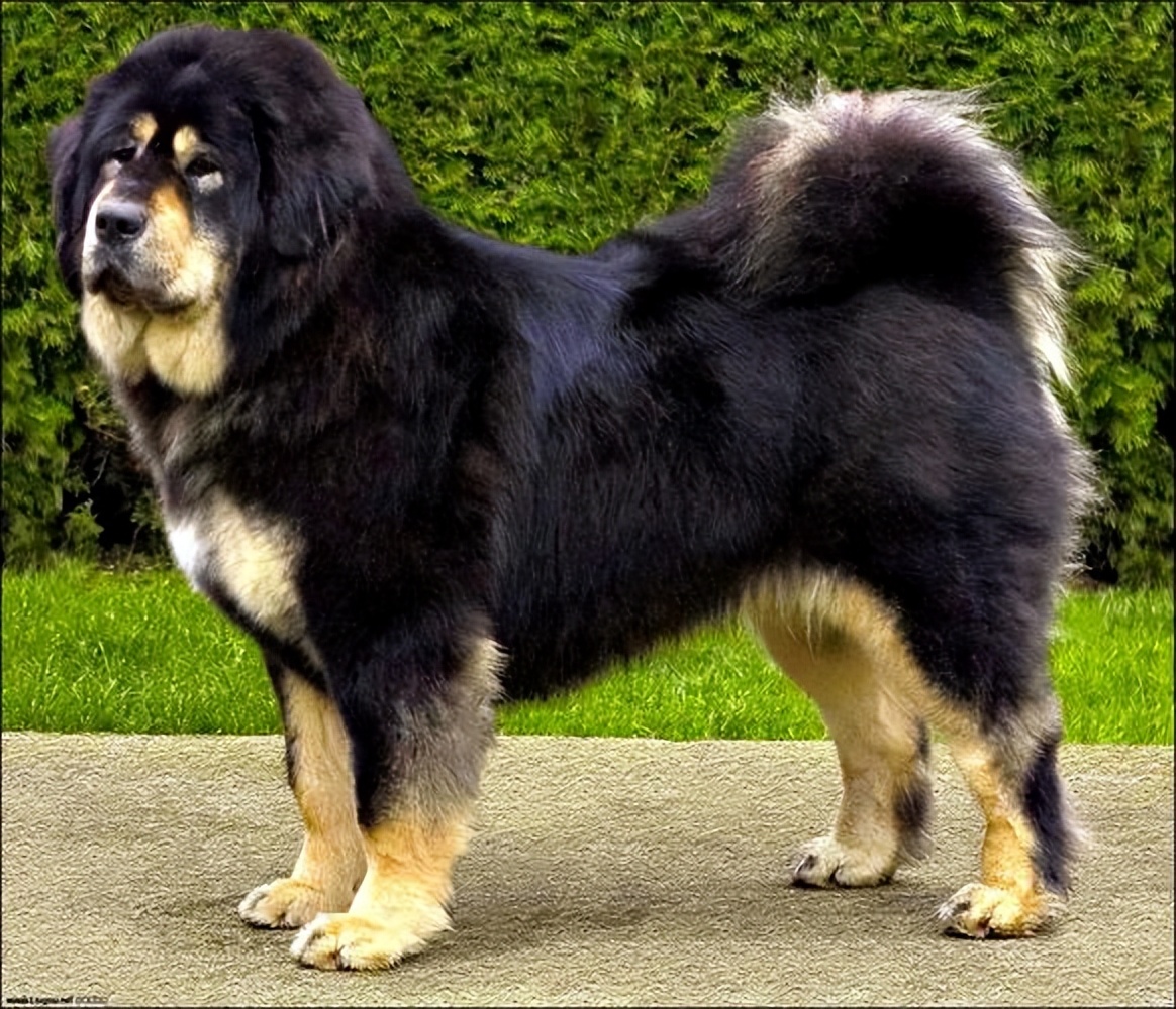 动物园全部被虎王咬死的故事,动物世界雄狮咬死鬣狗首领