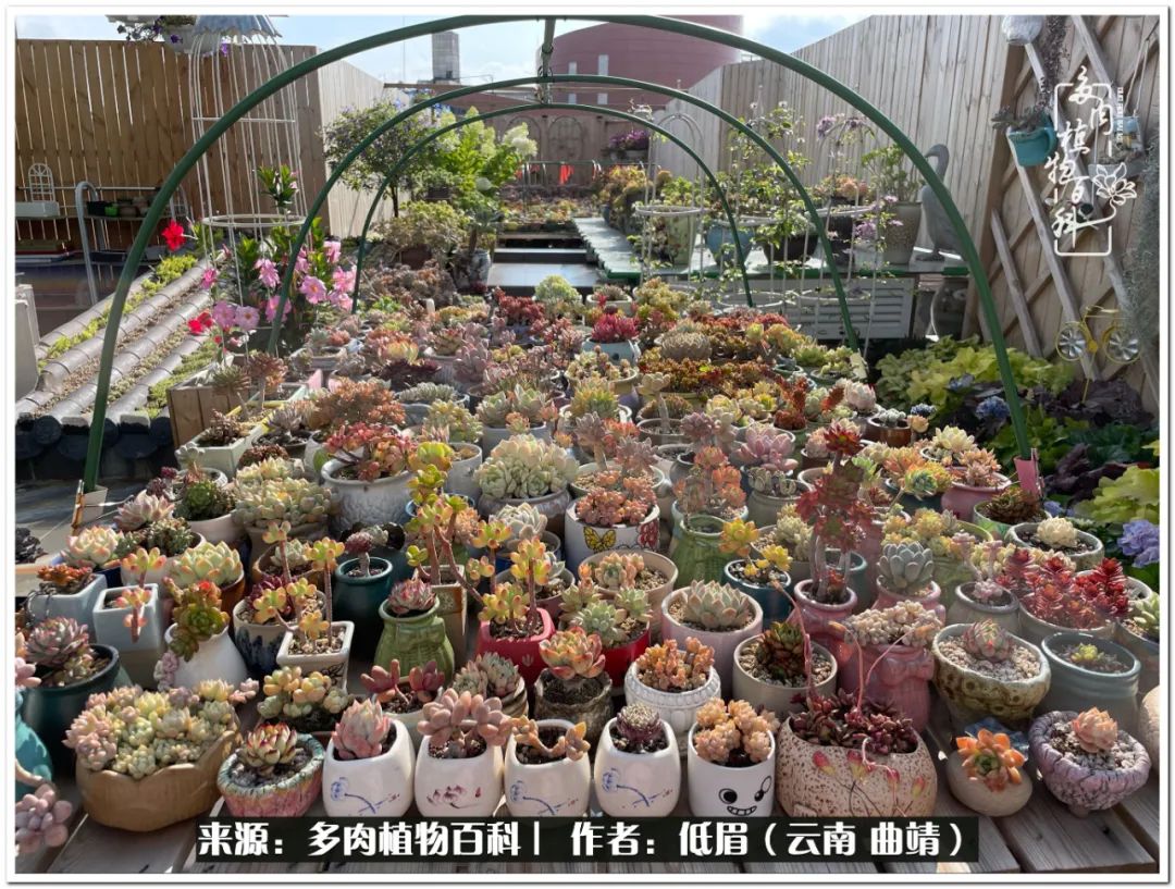 养了8年的多肉,养了七年多肉