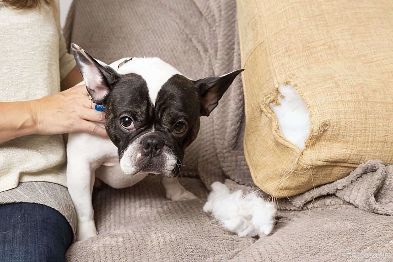 怎么让狗狗有安全感睡觉,宠物狗没安全感的几种表现