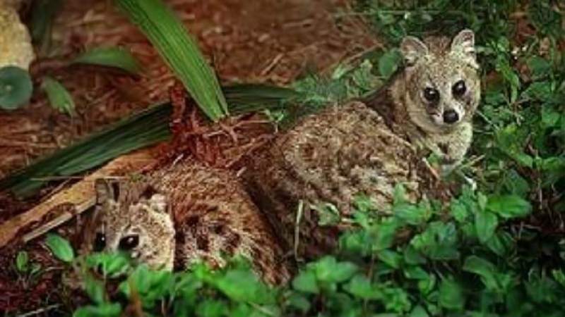 自然界什么动物活的时间最长,什么动物成年时间最长