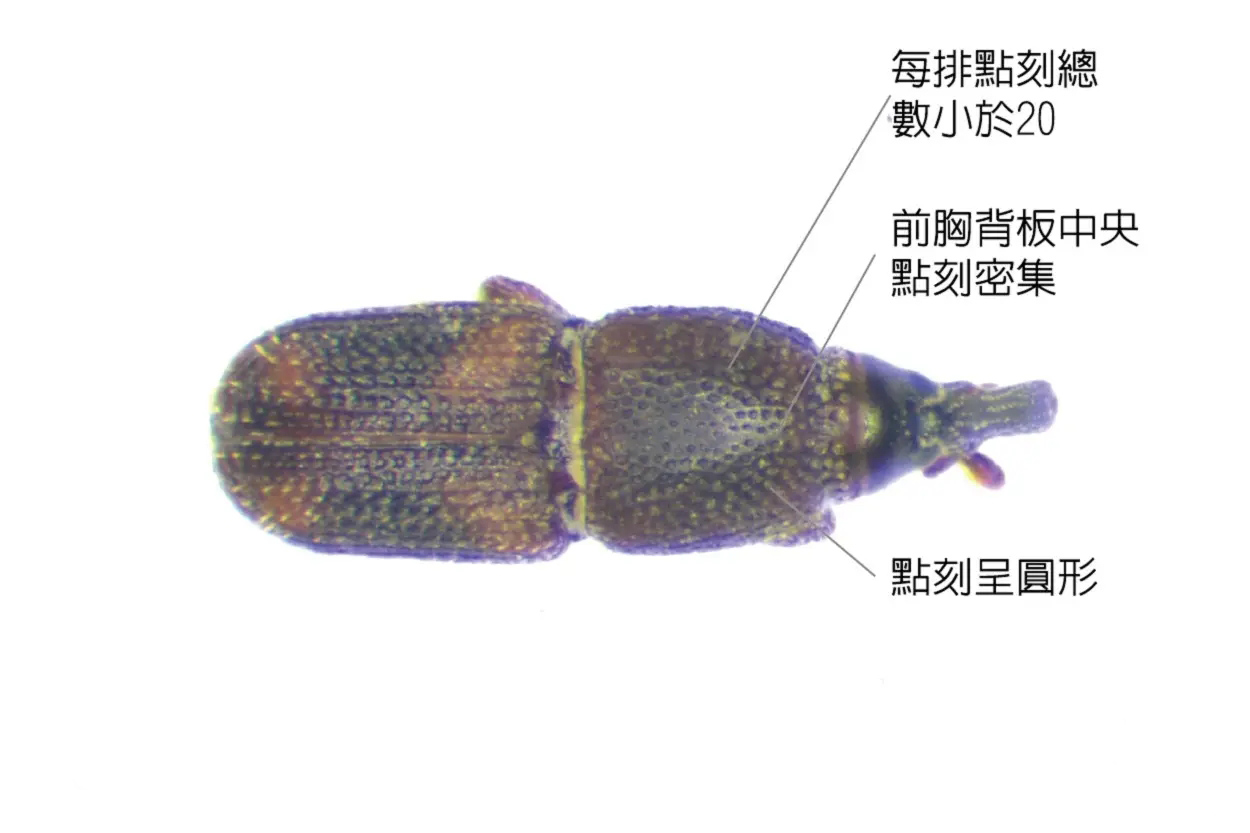 为什么别的食品也会出现米象,米象是如何感知到家里的食物的
