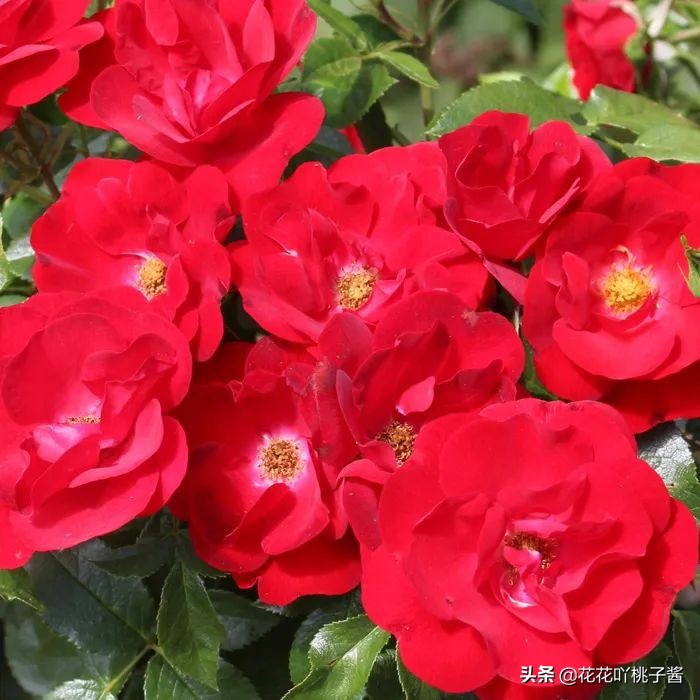 2019月季新品种金奖,超新品月季有哪些品种