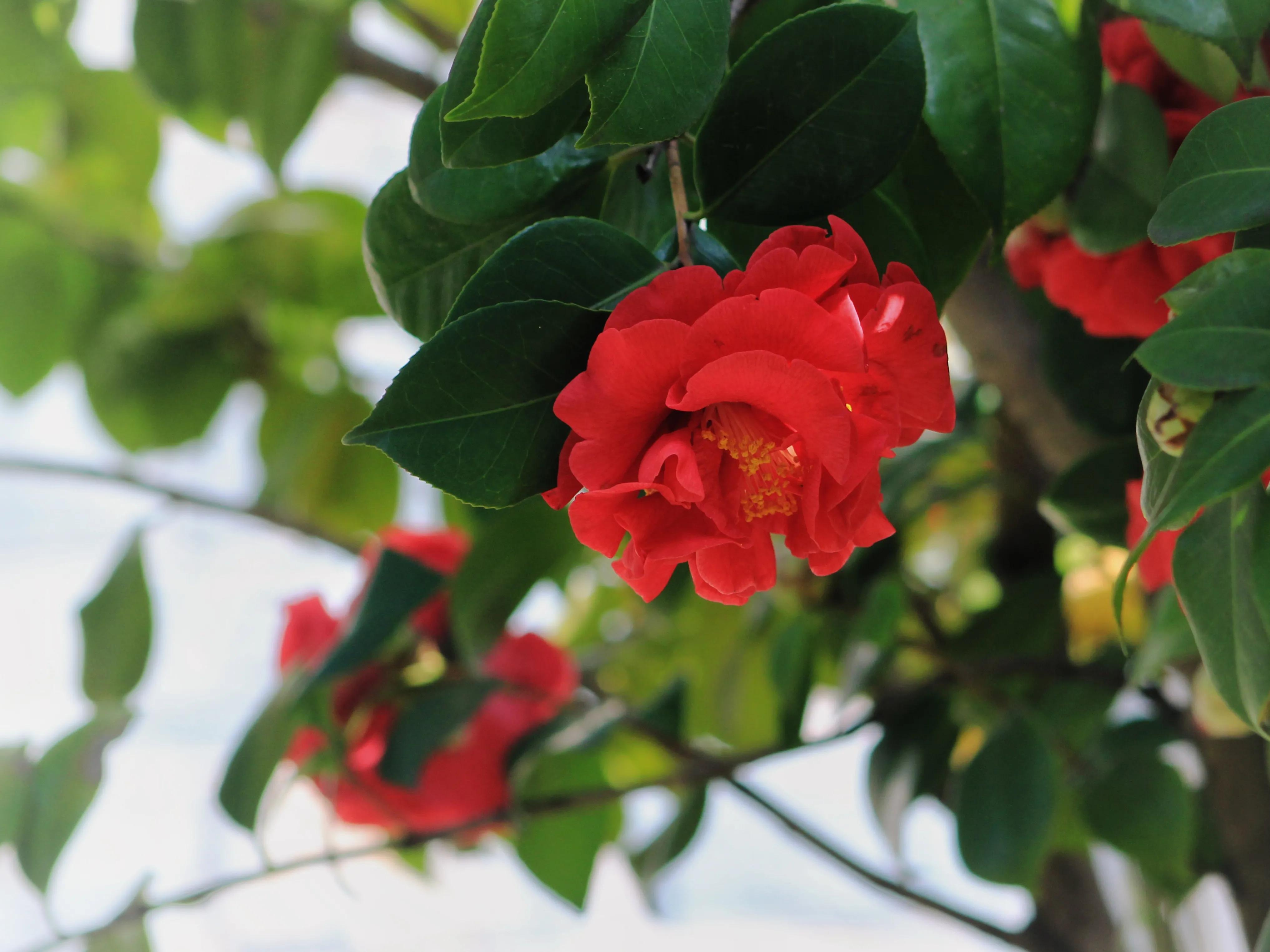 花卉茶花,花卉茶花苗