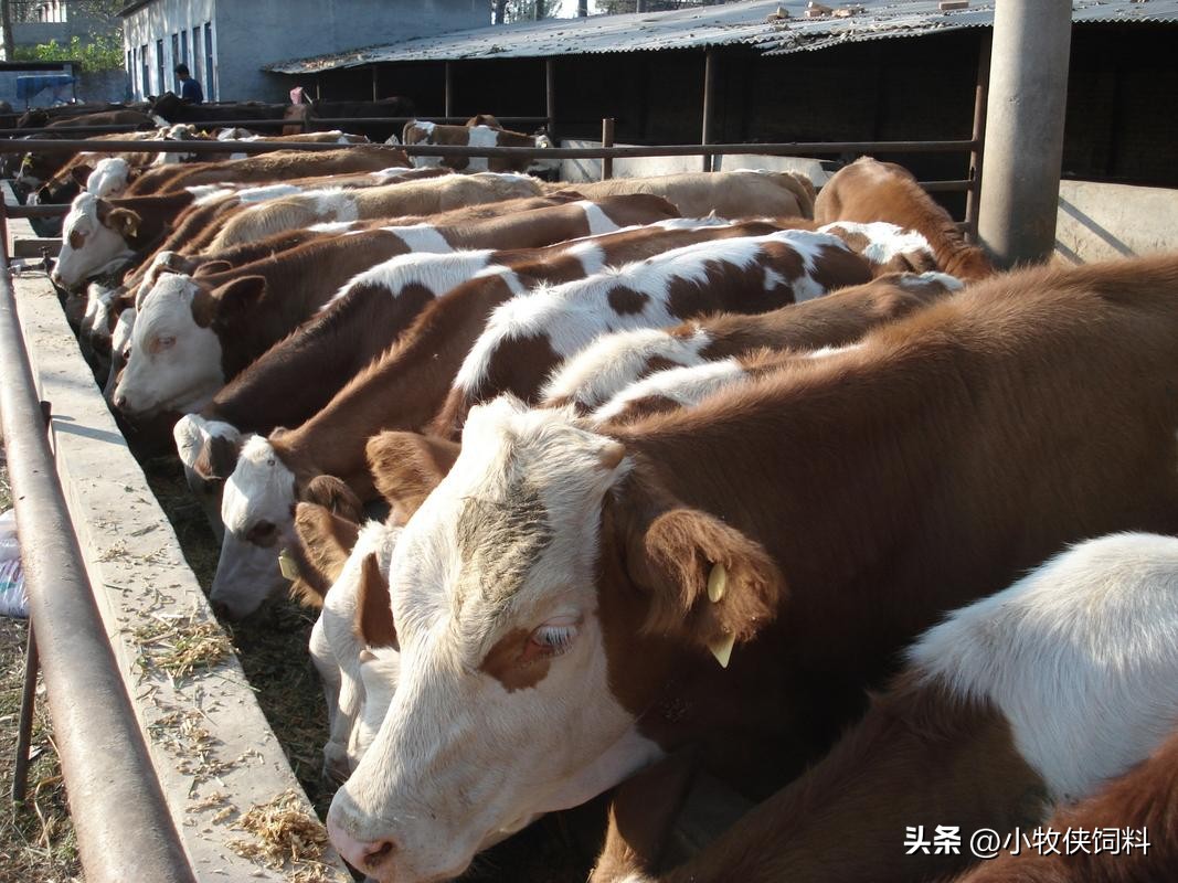 肉牛养殖技术和注意事项,肉牛养殖技术和方法有哪些