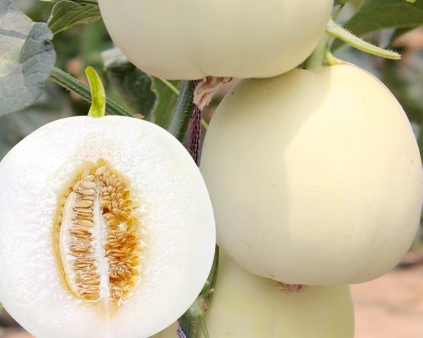 吃6种瓜清热解毒,小暑养生常吃这五瓜清凉又泻火