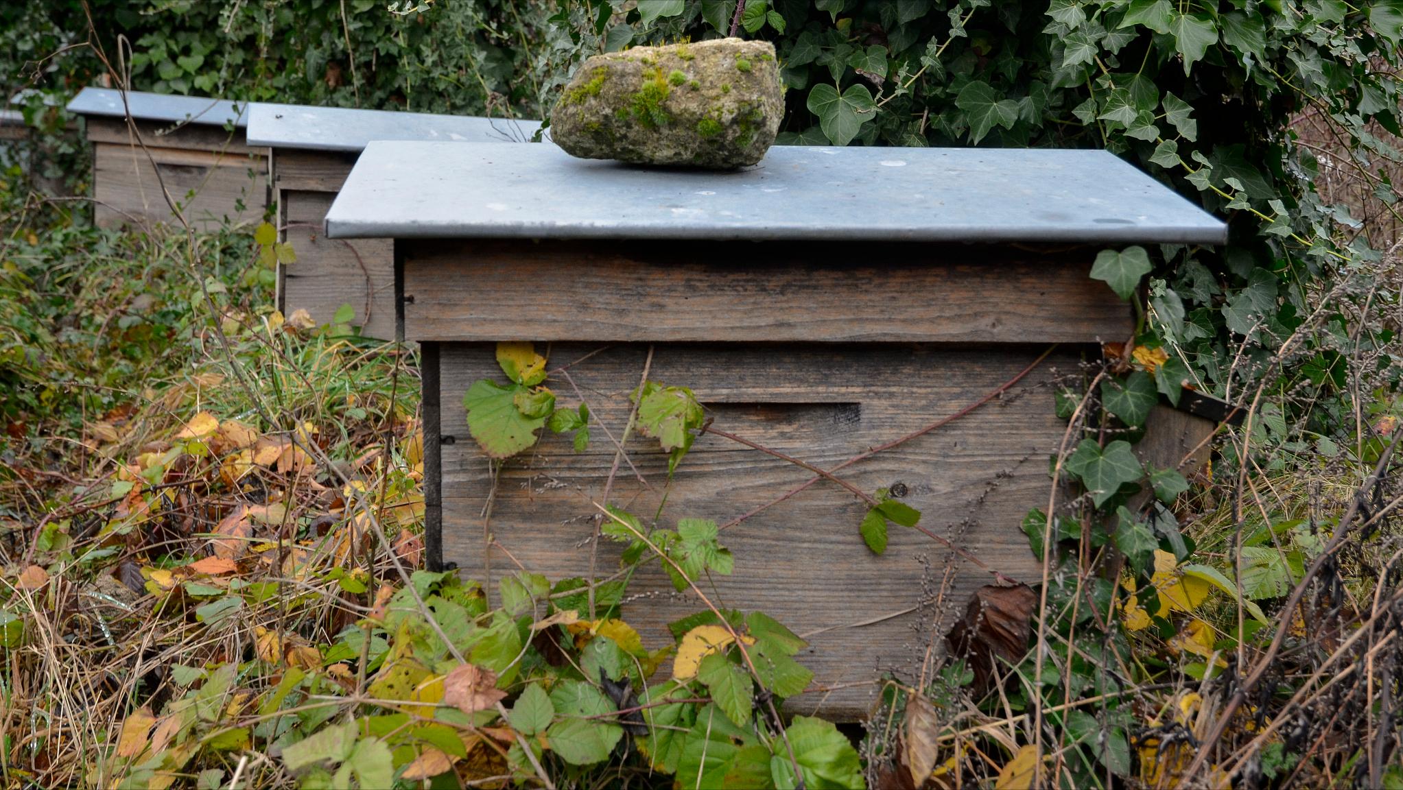 蜜蜂为什么老是咬王台,蜜蜂老是咬巢门怎么回事