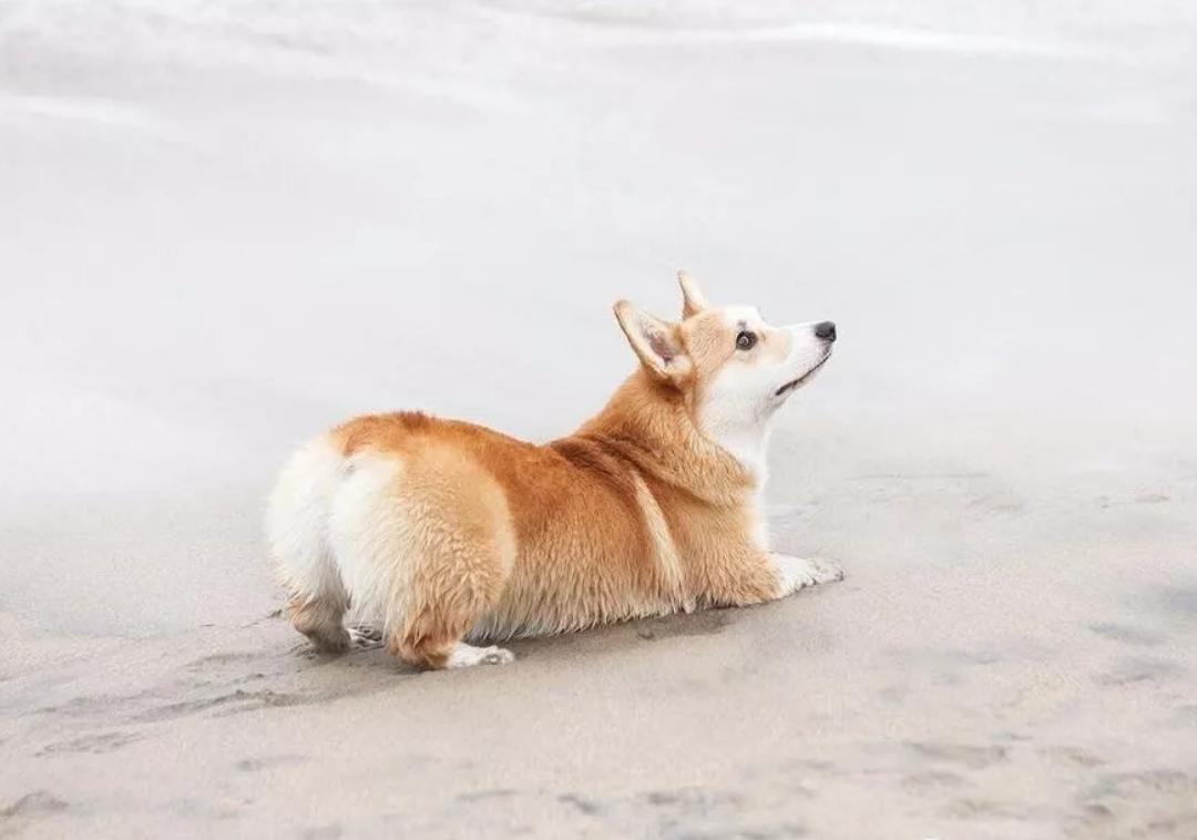 柯基犬越打越不听话怎么办,柯基犬不听话到处咬