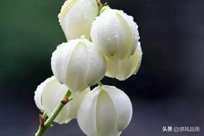 九十九朵美丽的国花送给你