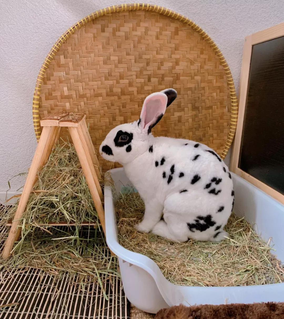 新手养兔指南小说,新手养兔指南免费