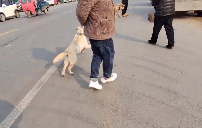 家养拉布拉多便宜出售,拉布拉多闹市跪求狗贩子