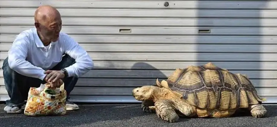 奇妙的陆龟,奇妙的小陆龟