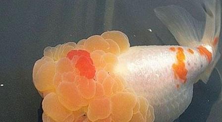 狮子头金鱼烂头炸鳞怎么治疗,狮子头金鱼头朝下怎么回事