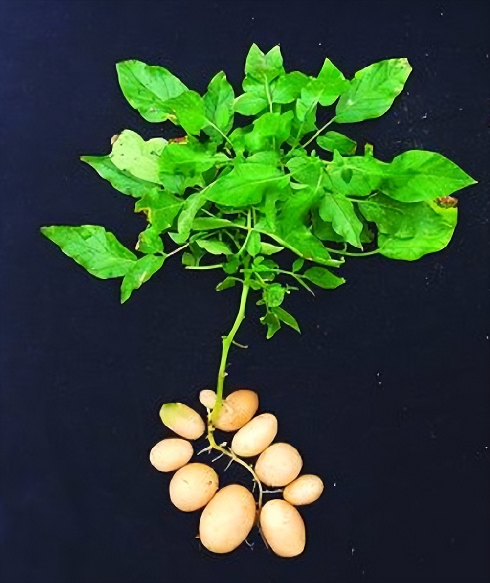 马铃薯种植与加工进展论文,马铃薯生产现状及发展趋势