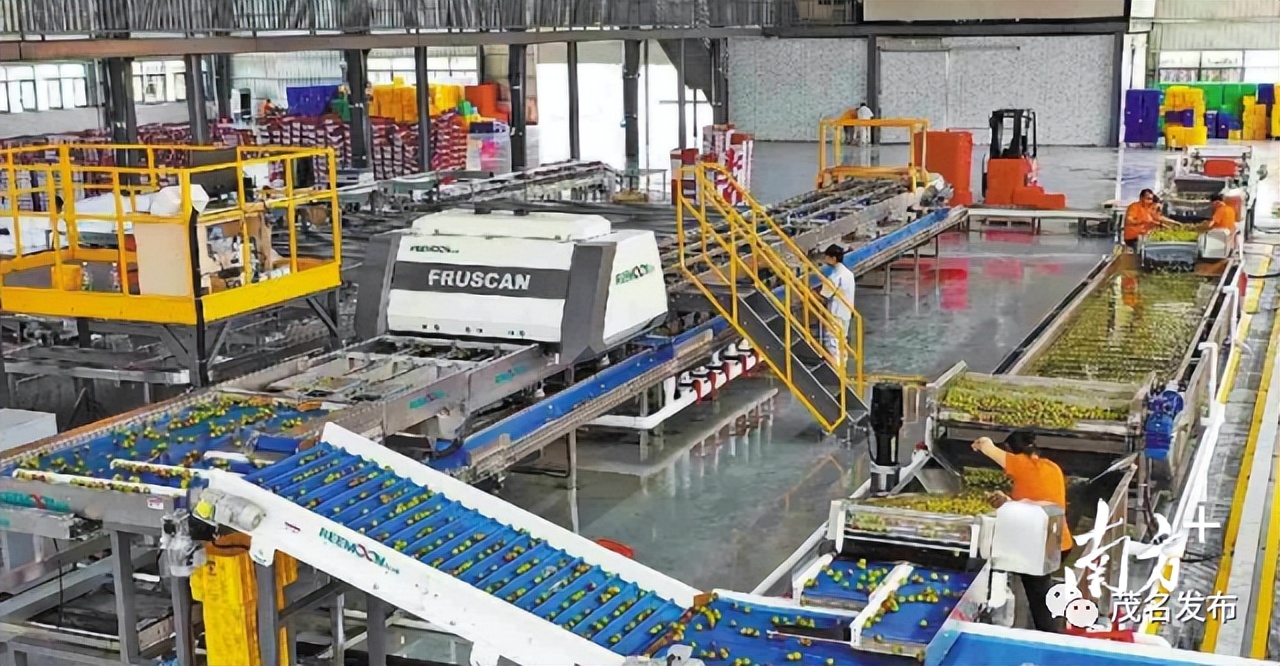 当前销售茂名荔枝电商有多少,广东荔枝电商销售