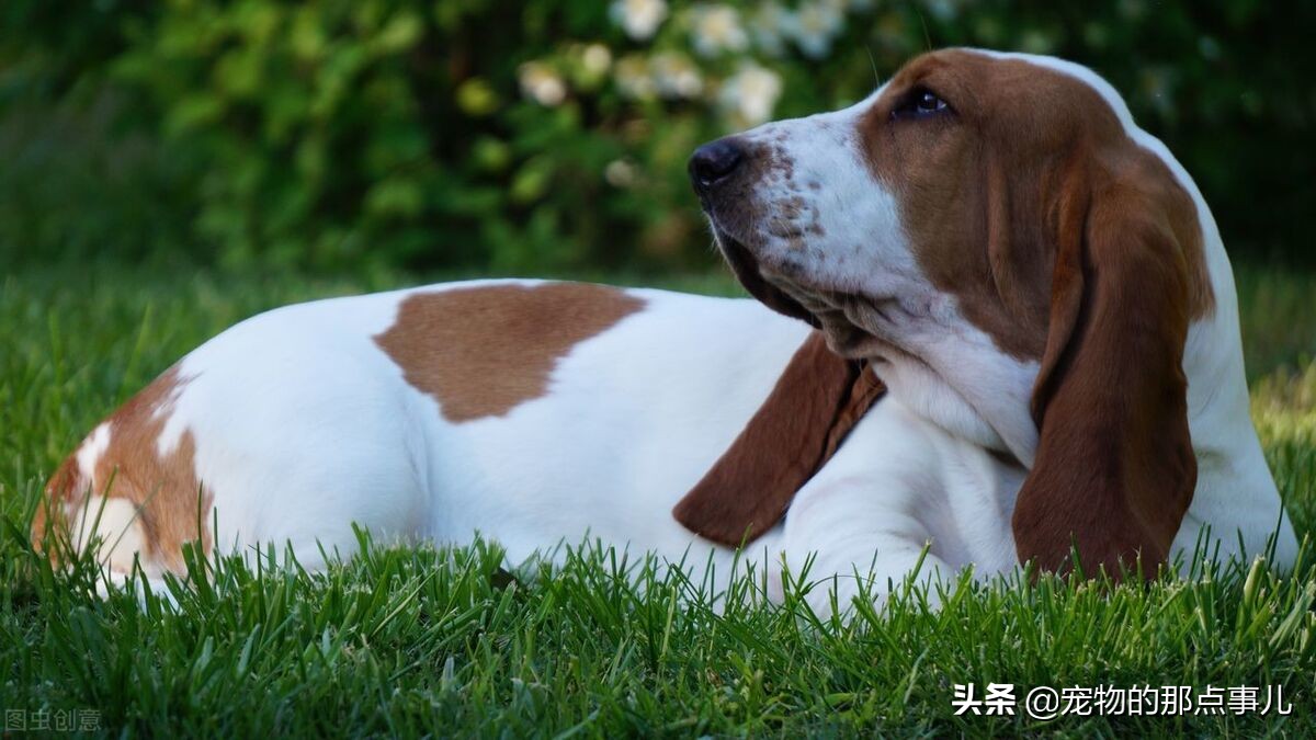 去一次宠物医院处理伤口多少钱,去宠物医院一次要多少钱