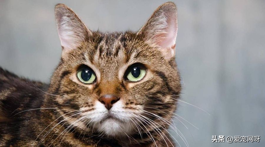 玳瑁猫咪是什么品种,猫咪品种大全及图片