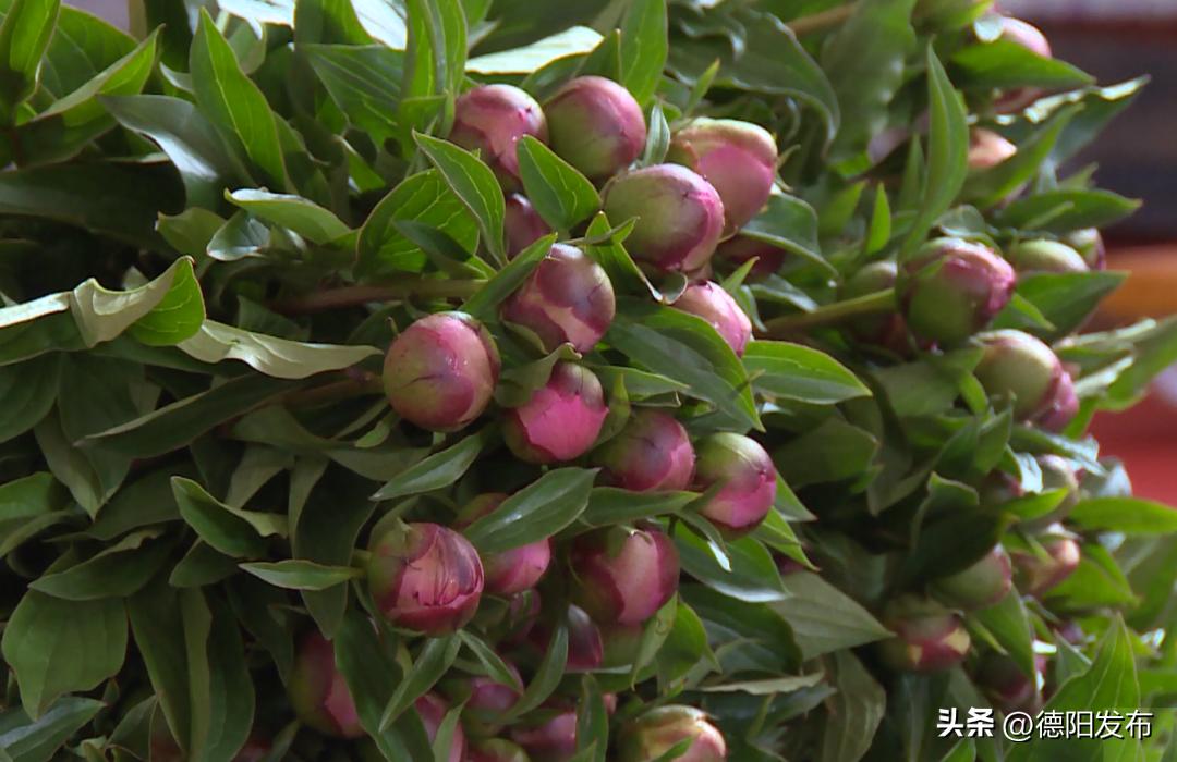 你买了吗？好美！中江这种花已经卖到欧洲了……