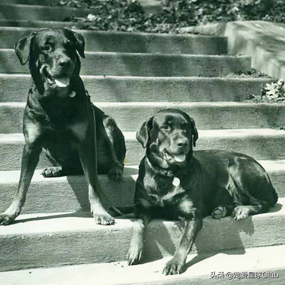 罗威纳犬有多强,宠物百科罗威纳