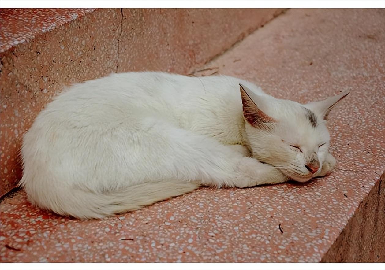 猫咪睡觉不同睡姿代表什么,猫咪头贴地背弓着睡姿代表什么