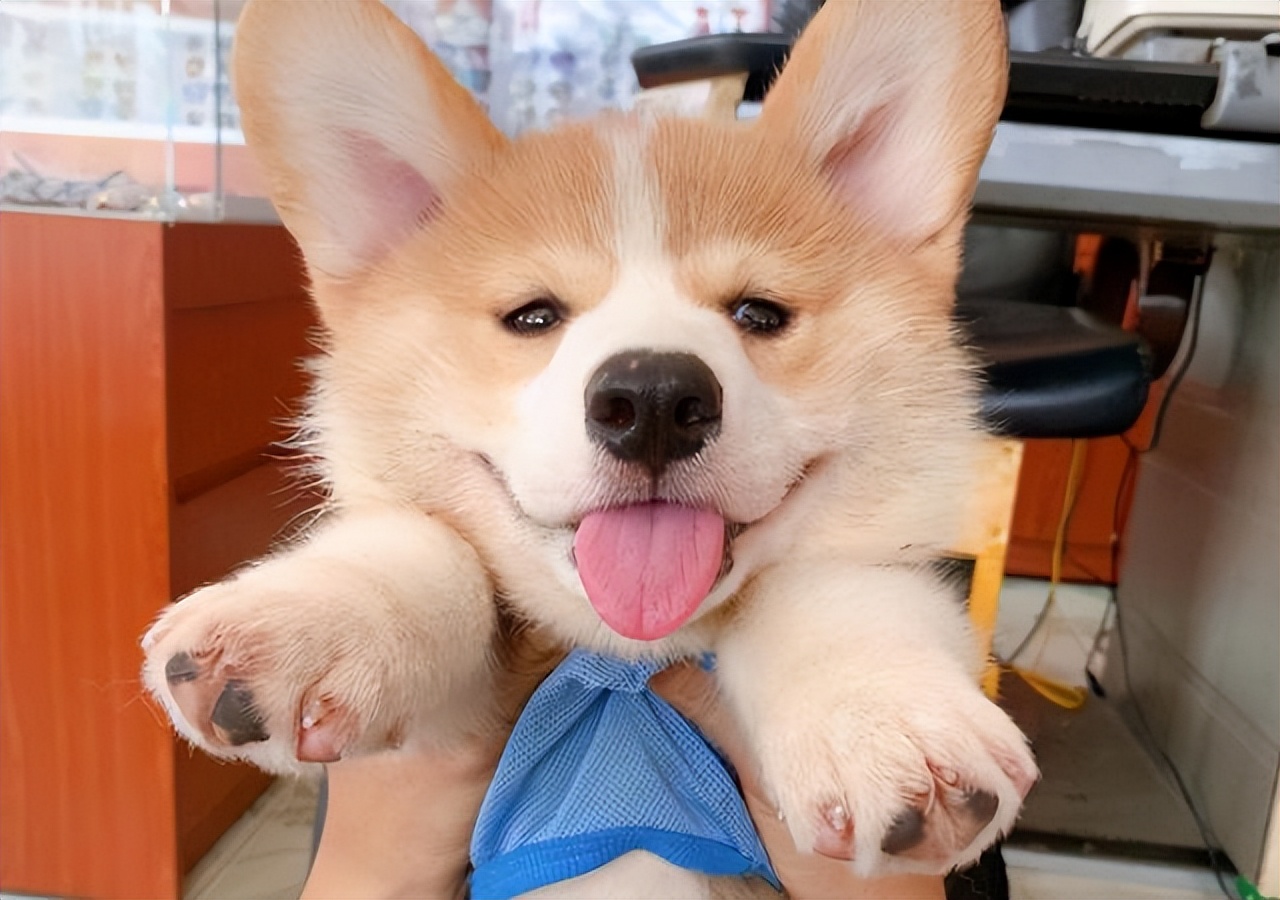 最长寿的5种狗,最长寿的四种狗