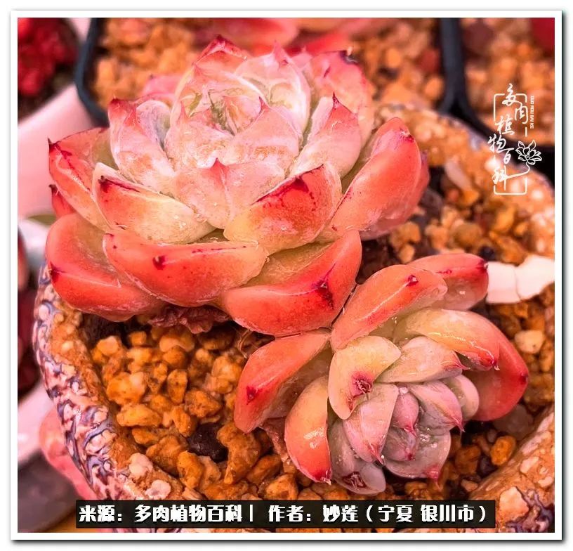 世间繁华三千不如一隅清欢,世间繁华三千不如有一院清欢