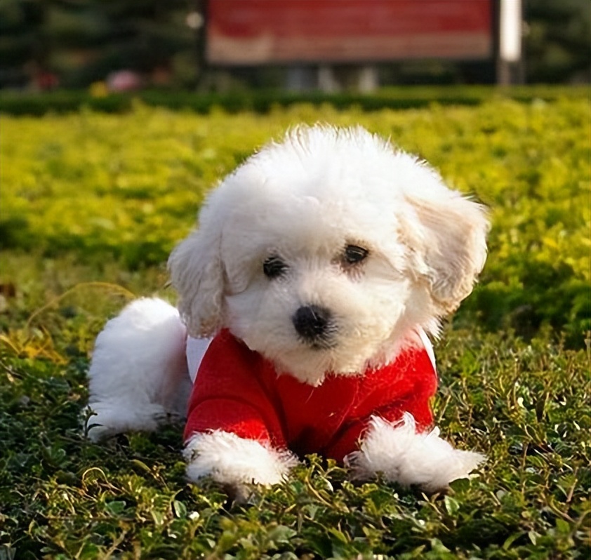 贵宾犬颜色越来越浅怎么办,贵宾毛越来越黄怎么回事