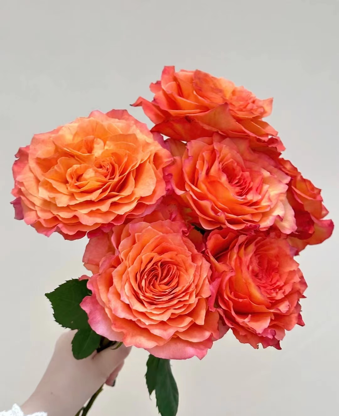 亚伯拉罕月季品种优缺点,爬藤月季品种的优缺点