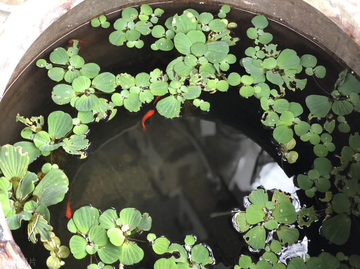 鱼缸里的鱼长期不喂会饿死吗,过年回家鱼缸的鱼会不会饿死