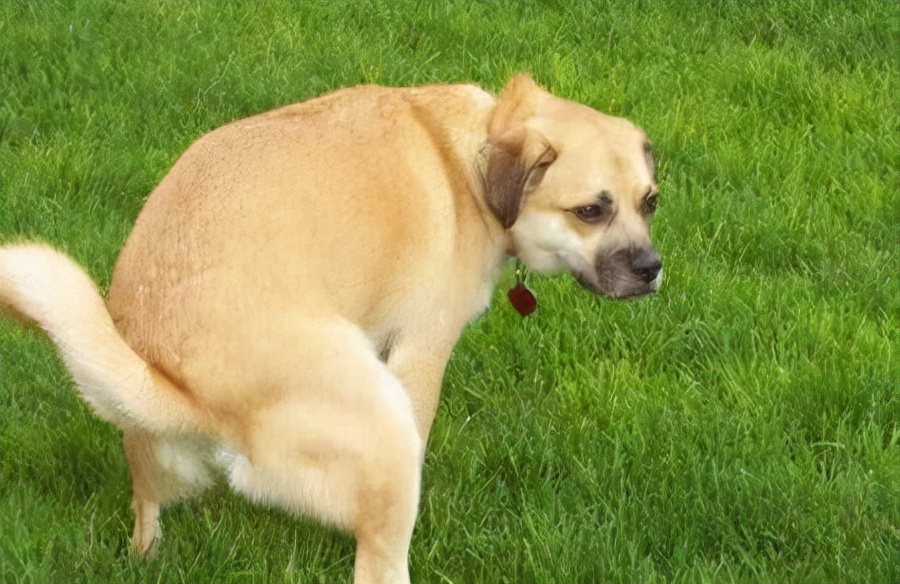 狗狗的10种常见行为,狗狗7种常见行为